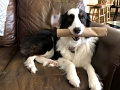Jess_ZoeyToy_7-2020 (3)